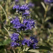Image result for Caryopteris odorata