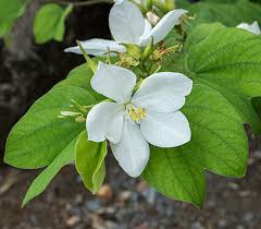 Image result for Bauhinia bowkeri
