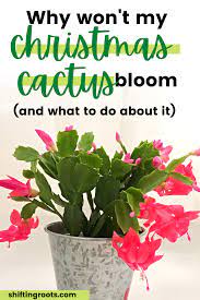 The leaves of the christmas cactus have a more rounded, scalloped edge. Why Won T My Christmas Cactus Bloom And What To Do About It Christmas Cactus Christmas Cactus Care Cactus Care