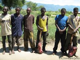 Image result for Excoecaria bussei