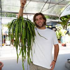 Image result for Rhipsalis