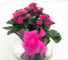 Blooming Kalanchoe Plant In Richland Wa Arlene S Flowers And Gifts Flower Arrangements Flowers Plants