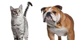 History Of Dogs And Cats Origins Of Dog And Cat Breeds Shetland dogs and puppies dog names corgi puppies animals doggy dogs shetland sheepdog. cats origins of dog and cat breeds