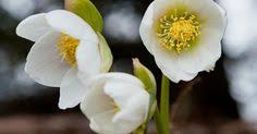 Antica popolazione del lazio sconfitta dai romani. 31 Idee Su Fiori E Piante Stagionali Piante Natura Fiori