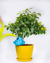 The wand sprayer is 24 inches long and makes watering hard to reach plants easy. 3 Self Watering System Spikes Plant Watering Wands Keep Indoor Plants Hanging Pots Mushroom Terracotta Watering Globes Outdoor Garden Soil Moist Irrigation Drippers Automatic Plant Waterer Patio Lawn Garden Surclima Gardening