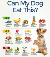 Can My Dog Eat This Dog Food Bowls Foods Dogs Can Eat Make Dog Food