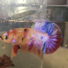 Betta Guppy Trảng Bang Home Facebook