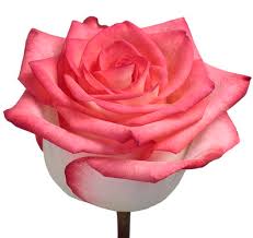 Serving the entire nyc area with flowers and decorations for all occasions. Flower Trends Forecast New Flowers