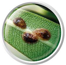 Image result for puklice na pokojových rostlinách obrázek