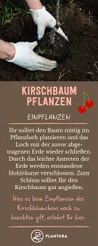 Kirschbaum Pflanzen Anleitung Tipps Vom Profi Kirschbaum Pflanzen Pflanzen Und Kirschbaum