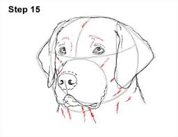 Draw Labrador Retirever Dog Head 15 Dog Drawing Tutorial Dog Sketch Animal Drawings