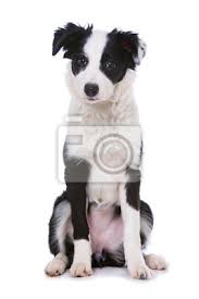 Aufmerksamer Sitzender Junger Border Collie Isoliert Auf Weissem Fototapete Fototapeten Zeichnen Brash Tier Myloview De