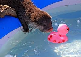 Fill the baby bath with water, to a depth of around 8 to 10 centimetres. Baby Otter Swim Lessons At Longleat Zooborns