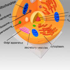 We did not find results for: Animal Cell 3d Model 10 Unknown Max Fbx Dwg Stl Obj Free3d