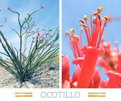 Golden barrel cactus makes an. 127 Stunning Desert Plants And Succulents