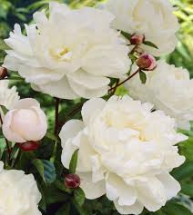 Image result for Gardenia