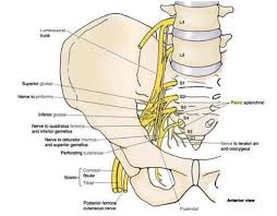Pin On Si Joint Sciatica Low Back Hips