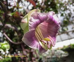 Image result for eustoma Balboa