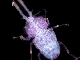 No.11 ニジイロクワガタ | CT生物図鑑