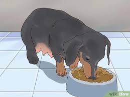 Find dachshunds for adoption online here! How To Breed Dachshunds With Pictures Wikihow Pet