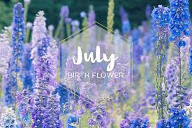 You've come to the right place! July Birth Flower Larkspur Ftd Com July Birth Flower Birth Flowers July Flowers