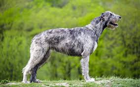 Irish wolfhound is a type of sighthound. Irish Wolfhound One Of The Tallest Dogs Dinoanimals Com