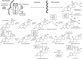 Role Of Cytokines In The Regulation Of Steroidogenesis