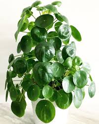 Pilea Peperomioides Big Plants Green Leaves Plants Foliage Living With Plants Plants At Home Houseplants Indoor Plants Plan Plants Foliage Plants Pretty Plants
