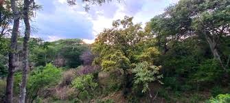 Image result for Grewia monticola