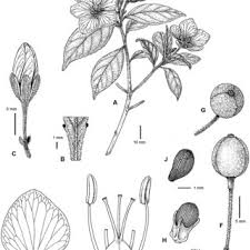 Image result for Afroqueta