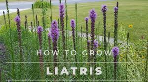 Keep in mind that liatris seeds won't usually bloom until the second season after planting. Liatris Spicata All About Liatris From Seed To Bloom Youtube