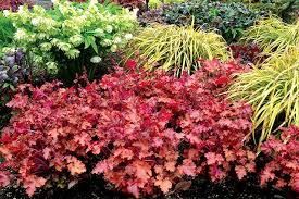 Heuchera Peach Crisp Coral Bells Learn more about monrovia plants and best practices for best possible plant performance. heuchera peach crisp coral bells