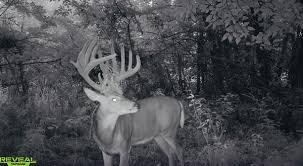 We did not find results for: Reveal X Reveal Cellular Camera By Tactacam