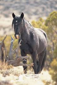 Animal Photography Rockies Wild Horses And A Stallion Adventure