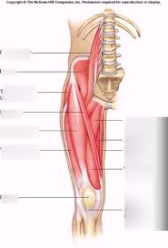 There are anterior muscles diagrams and posterior muscles diagrams. Front Leg Muscles Diagram Quizlet