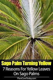 Pin On Best Of Plantcaretoday