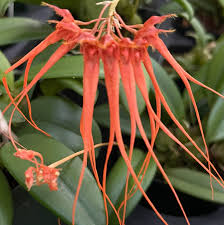 Image result for Bulbophyllum comatum