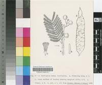 Image result for Acacia pilispina