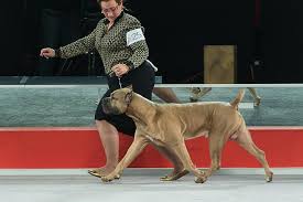 He will want to be near you, but he's not demanding in terms of attention or physical touch. Cane Corso Dog Breed Information