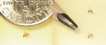 For the last two weeks, i've been getting bitten by tiny, yellow bugs when i'm outside. Biting Midges No See Ums Culicoides Spp