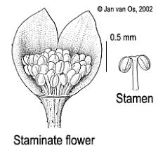 Image result for Micrococca capensis