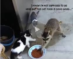 If your dog exhibits signs of intestinal discomfort after eating cat food, call your veterinarian. The Classic Raccoon Steals Cat Food Video Is Even Better With A Voice Over