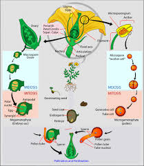 Plant life although only a dozen plant. Flowering Plants Life Cycle Examples Study Com