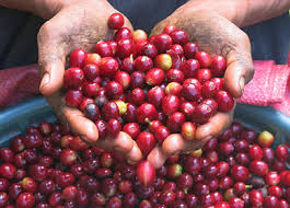 Costa coffee was founded in london in 1971 by two brothers bruno and sergio costa as a wholesale operation supplying roasted coffee to caterers and specialist italian coffee shops. Costa Coffee For Your Business Costa Coffee