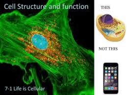 • vocabulary terms from ipc and • key formulas from ipc, with practice in using each of the formulas. Section 7 1 Life Is Cellular Name Biology