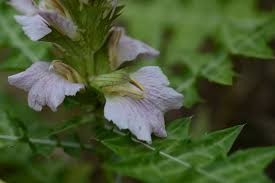 Image result for Acanthus montanus