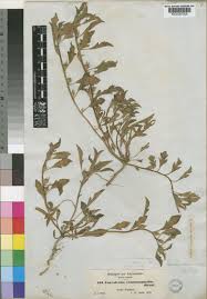 Image result for Ipomoea polymorpha