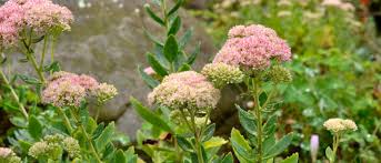 Image result for Sedum