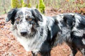 The australian shepherd lab mix puppies comes from the purebred australian shepherds that were originally imported to the united states. 5 Must Know Facts About The Lovable Australian Retriever Animalso