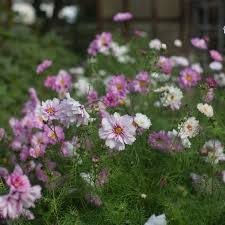 Image result for Cosmos bipinnatus `Double Click`